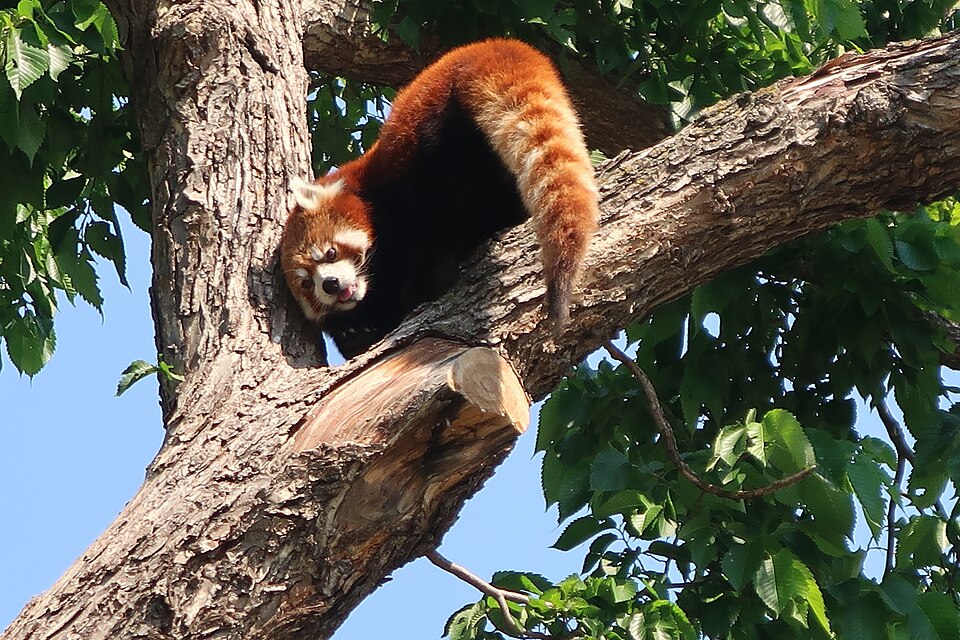 File:Valley Zoo Red Panda.jpg