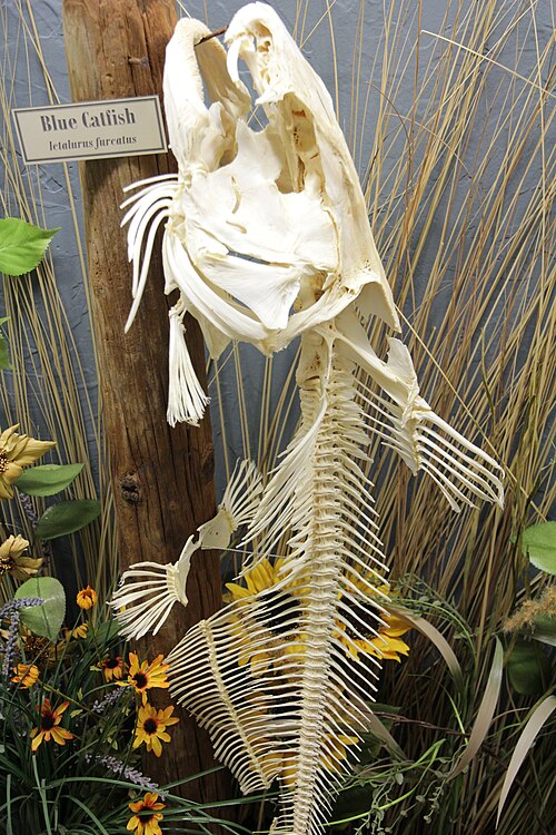 File:Blue catfish skeleton.jpg