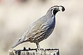 Male California Quail