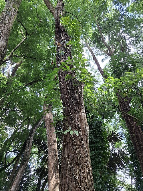 File:Cedrela fissilis-pohon-Raflinoer32.jpg