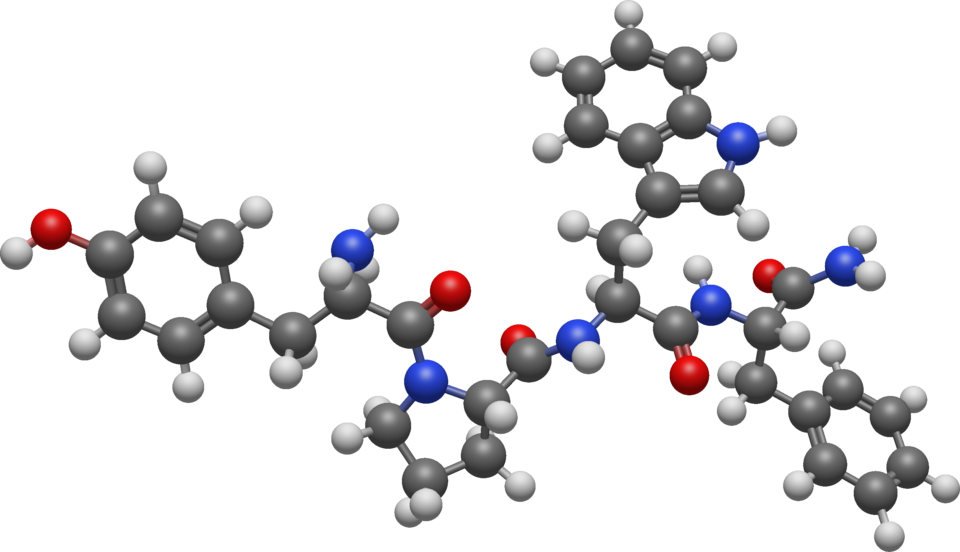 File:Endomorphin-1 3D BS.png