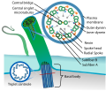 Schematic of the cilium, with a cross section showing the axoneme.