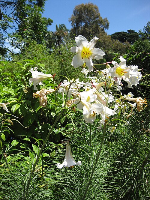File:Gardenology.org-IMG 0061 rbgm10dec.jpg