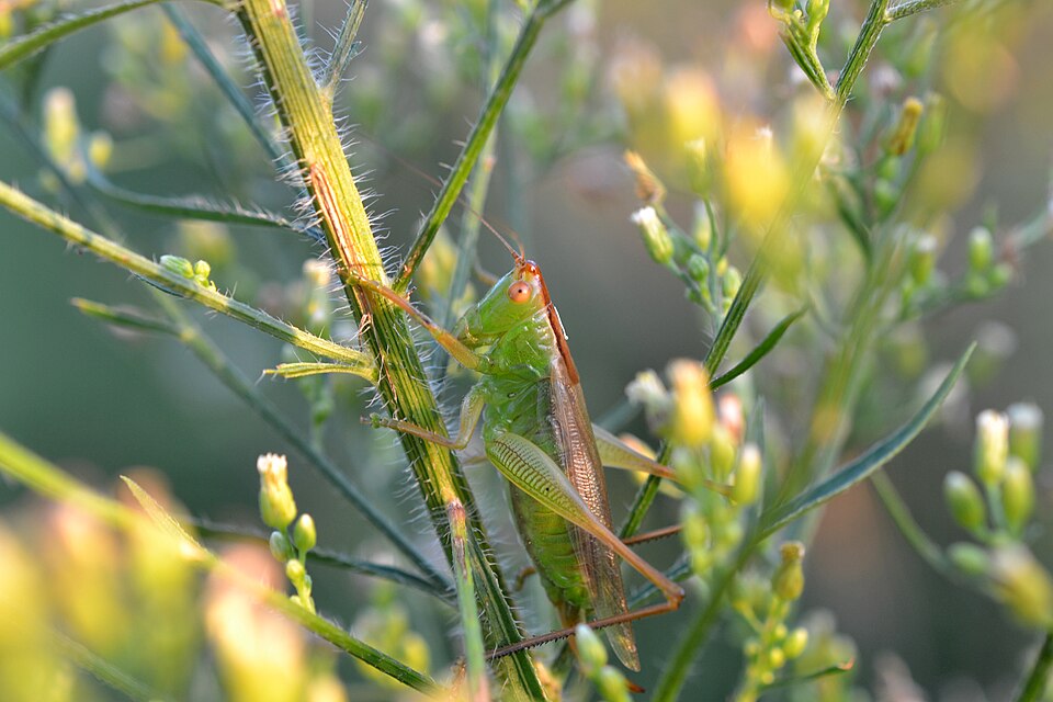 File:Greater Meadow Cricket (Orchelimum sp.) (14937123039).jpg
