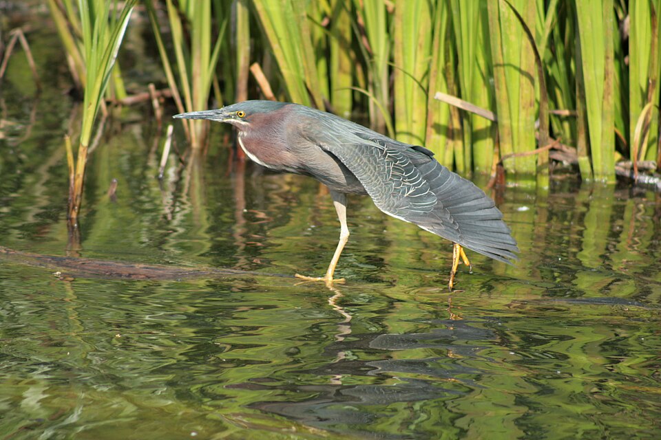 File:Green Heron North Pond Chicago.JPG