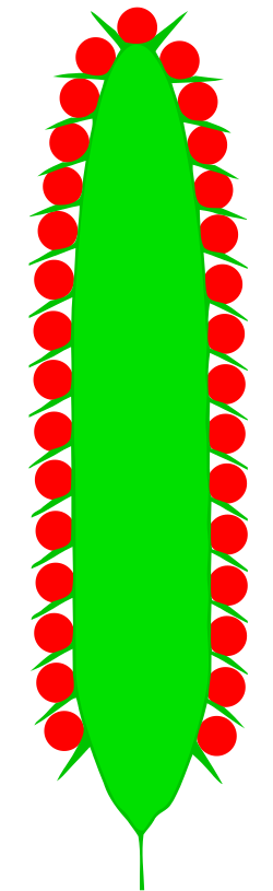 File:Kolben (inflorescence).svg