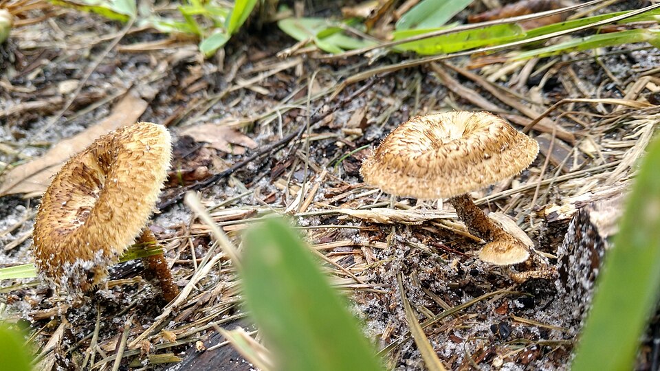 File:Lentinus crinitus.jpg