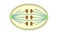 closed  orthomitosis