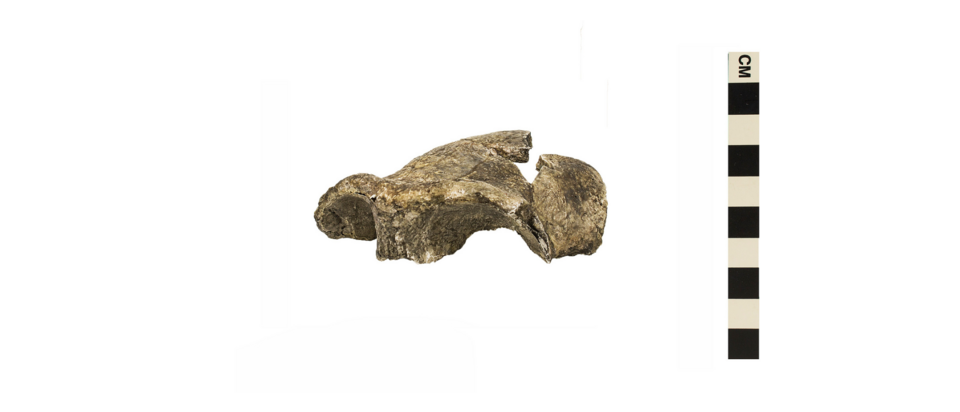 File:Olorgesailie skull.png