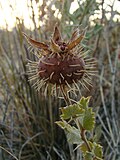 Thorns are connected with stipules/is stipules?