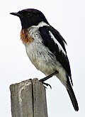 adult male African Stonechat