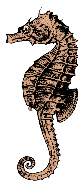 File:Seahorse-col.svg