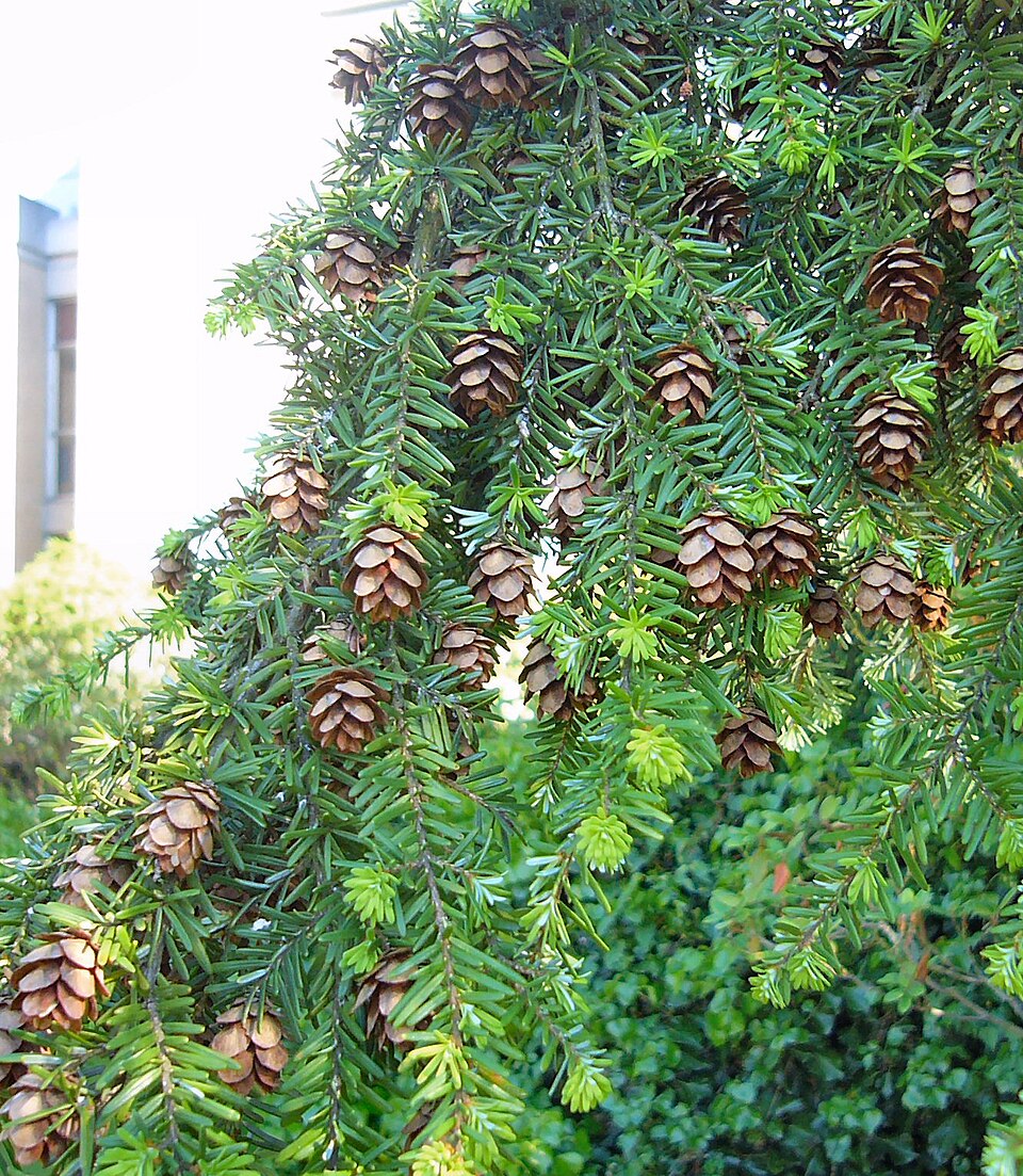 File:Western hemlock branch.jpg