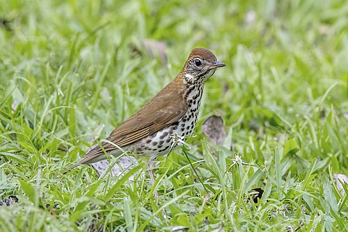 Wood thrush Hylocichla mustelina Guatemala