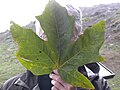 Thumbnail for version as of 17:49, 18 April 2010