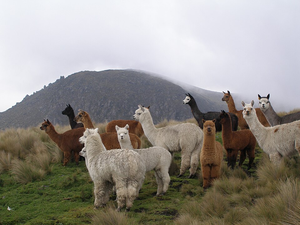File:Alpacas.JPG