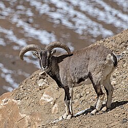 Brown bovid
