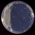 Thumbnail for version as of 11:57, 16 September 2010