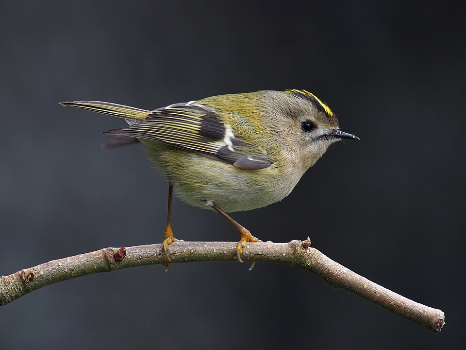 File:Goldcrest 1.jpg