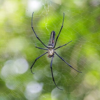 Nephila pilipes