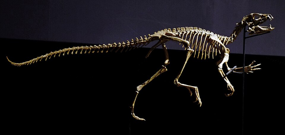 File:Heterodontosaurus skeleton.jpg