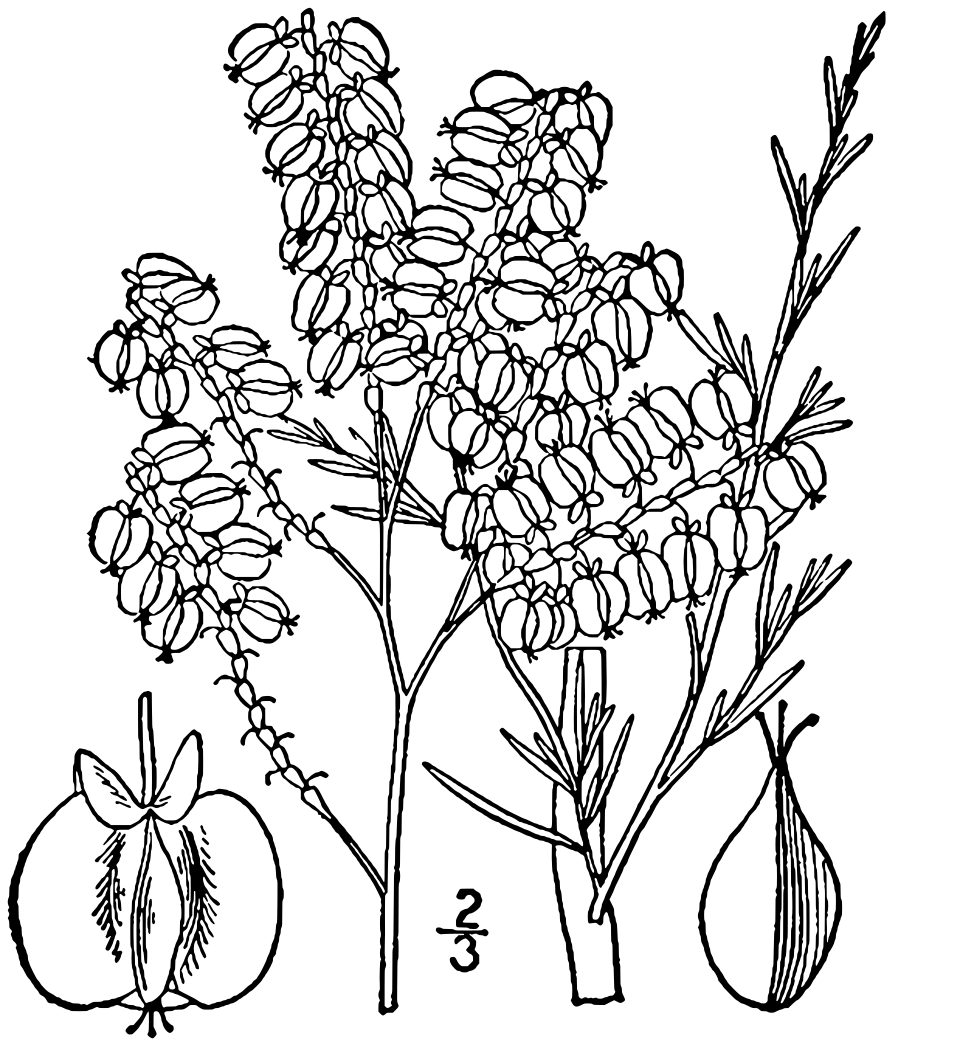 File:Polygonella americana illustration.svg