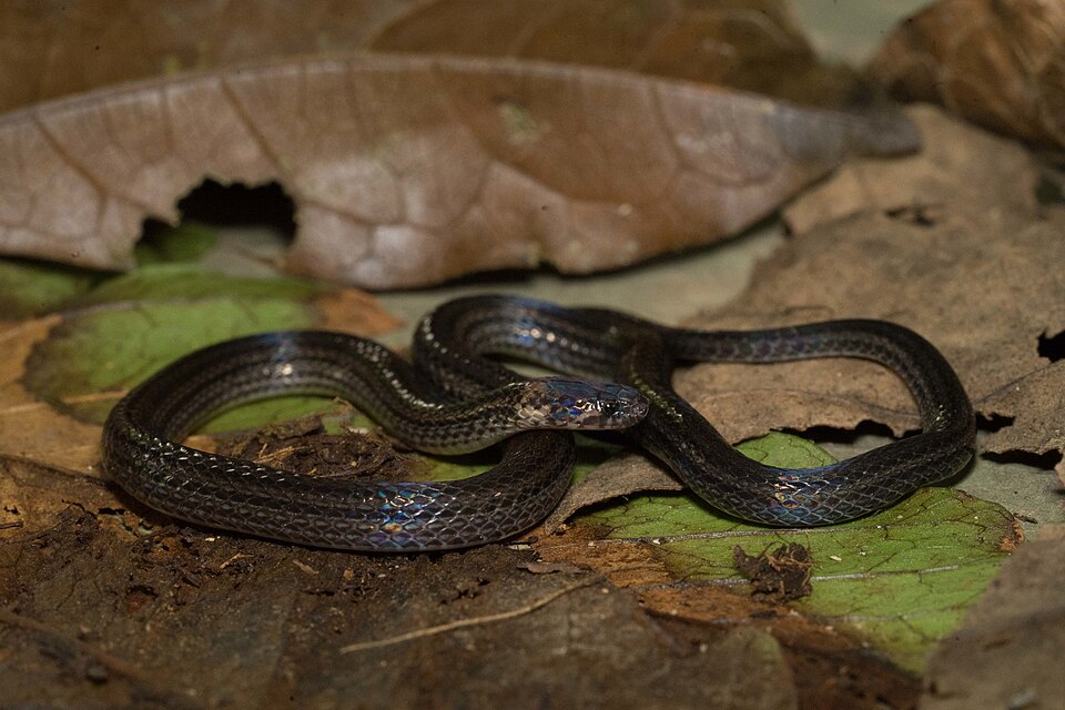 File:Rhadinella anachoreta.jpg