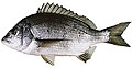 Southern black bream