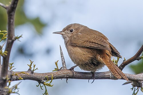 Southern house wren Troglodytes musculus Chile