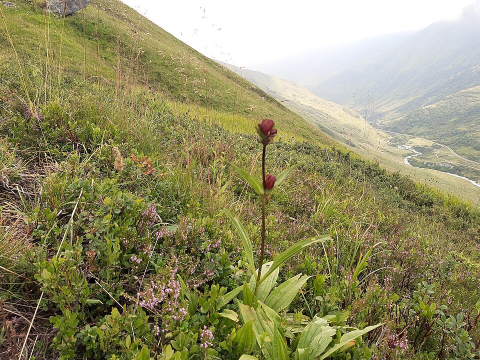 File:Tiefenbach, flowers in valley.jpg