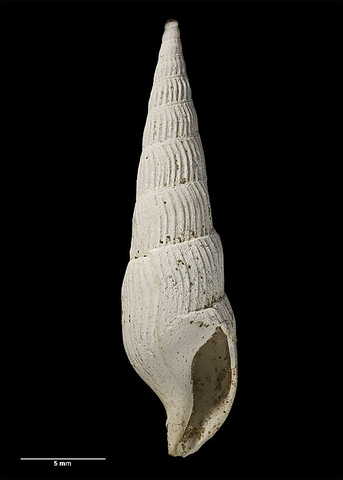 File:Zeacuminia cantuariensis MA70860-a.jpg
