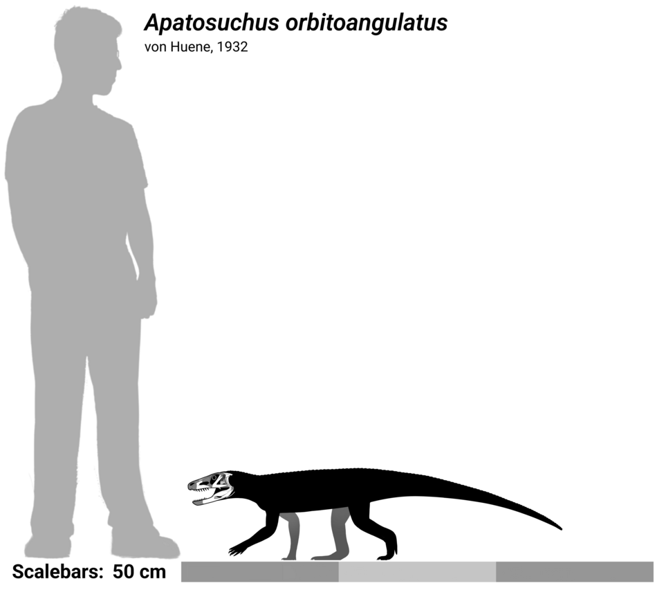 File:Apatosuchus skeletal.png