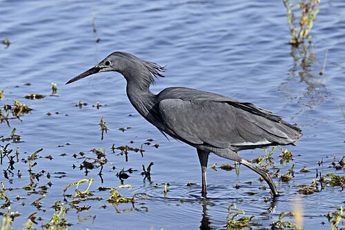 Black heron Egretta ardesiaca Botswana