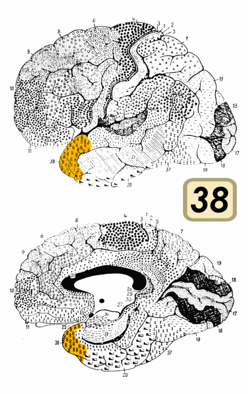 File:Brodmann Cytoarchitectonics 38.png