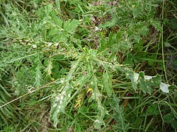 Damage to a thistle plant after thistle beetle feeding