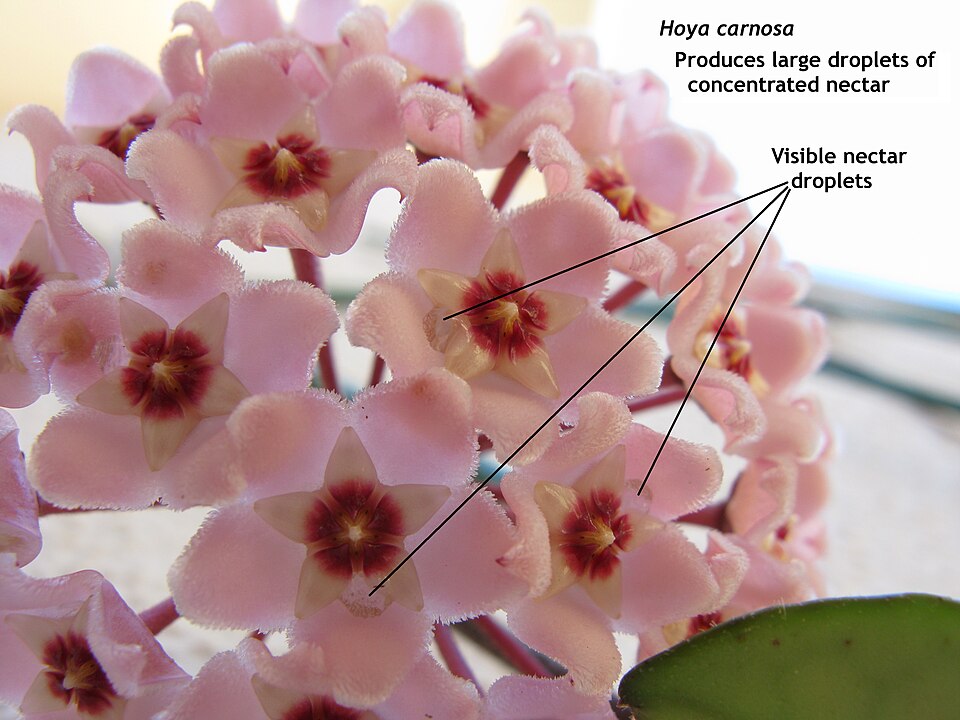 File:Hoya carnosa nectar IMG 1395c.jpg
