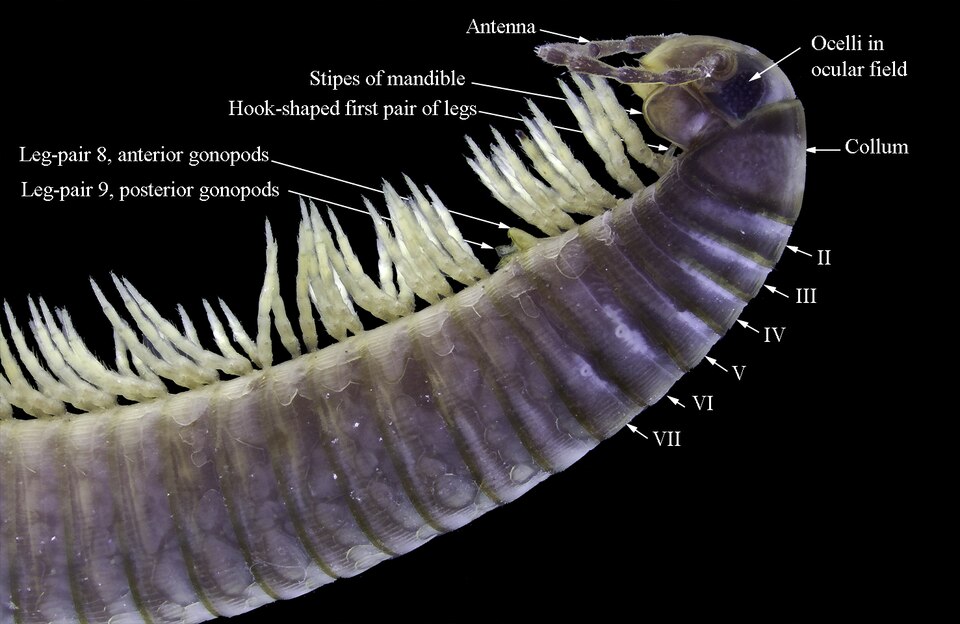 File:Ommatoiulus moreleti anterior anatomy.tiff