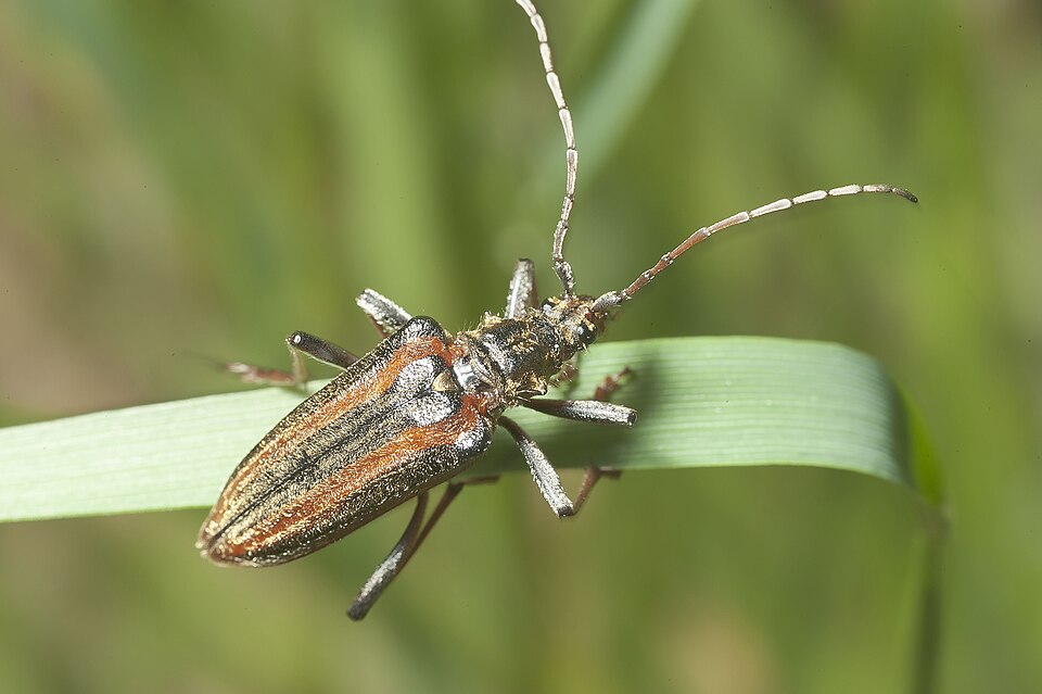 File:Oxymirus cursor-pjt2.jpg