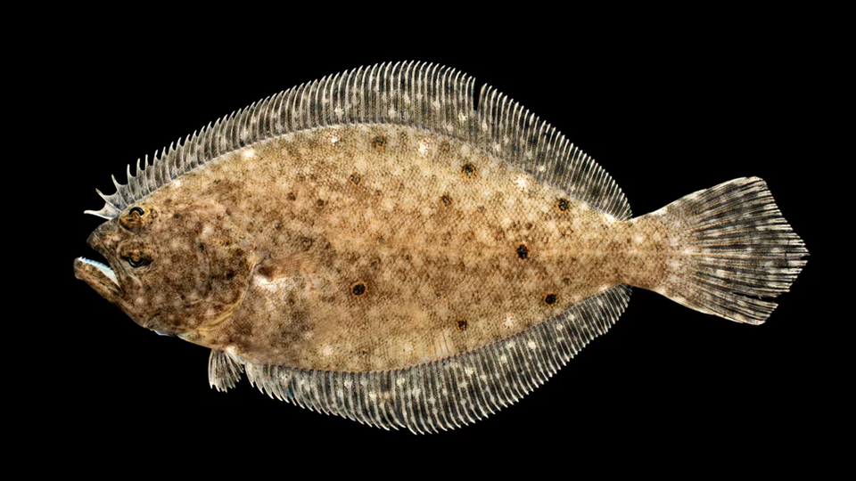 File:Paralichthys-dentatus-1024x576.webp