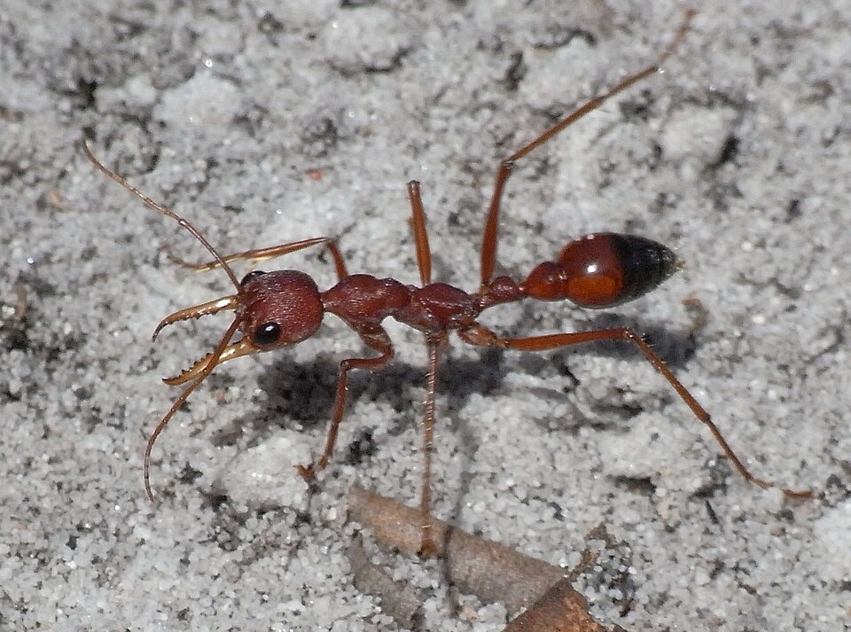 File:Red Bull Ant Sand.JPG