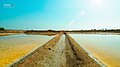 Salt field