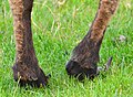Sheep hooves