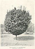 'Umbraculifera', State Nursery, Campbelltown, New South Wales, 1908