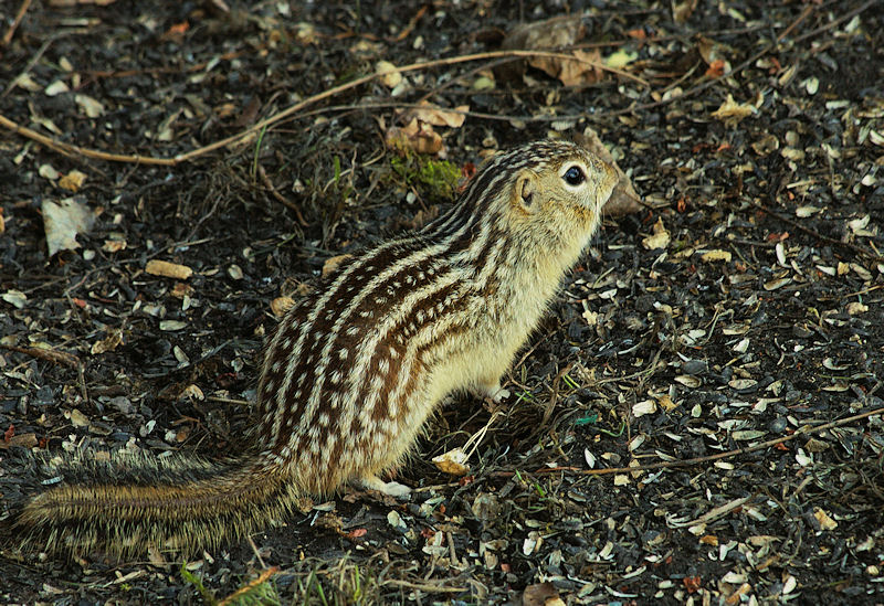 File:Thirteen-lined ground squirrel.jpg