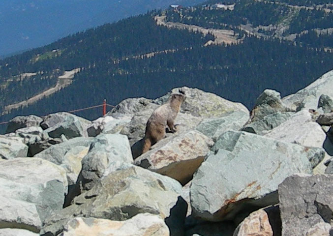 File:Hoary marmot on Whistler Mountain.jpg