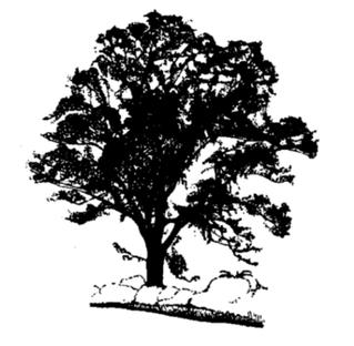 File:Ulmus coritana.jpg