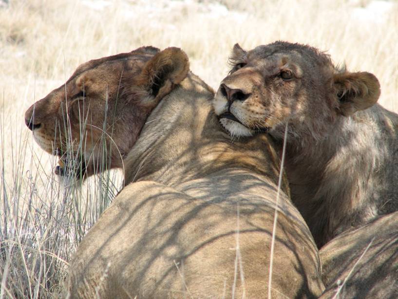 File:SAC Namibia-lionpair.jpg