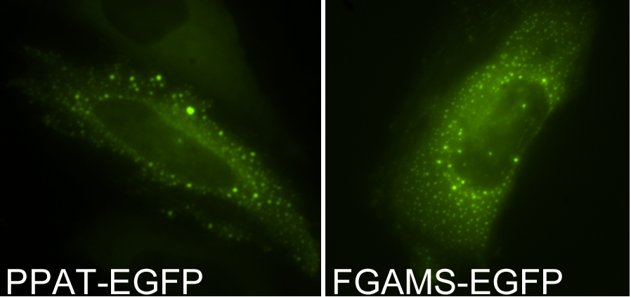 File:Fgams ppat egfp puncta.png