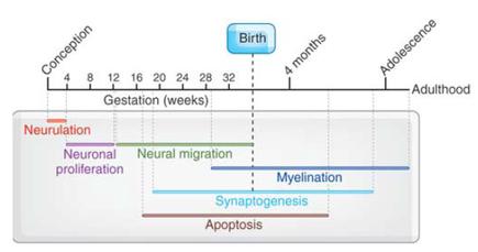 File:Human Brain Development Timeline.jpg