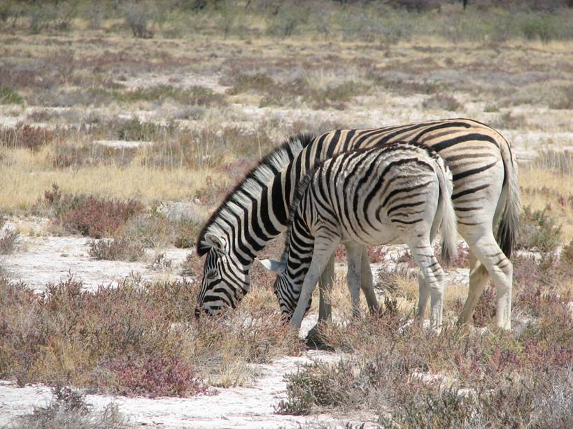 File:SAC Namibia-zebras2.jpg